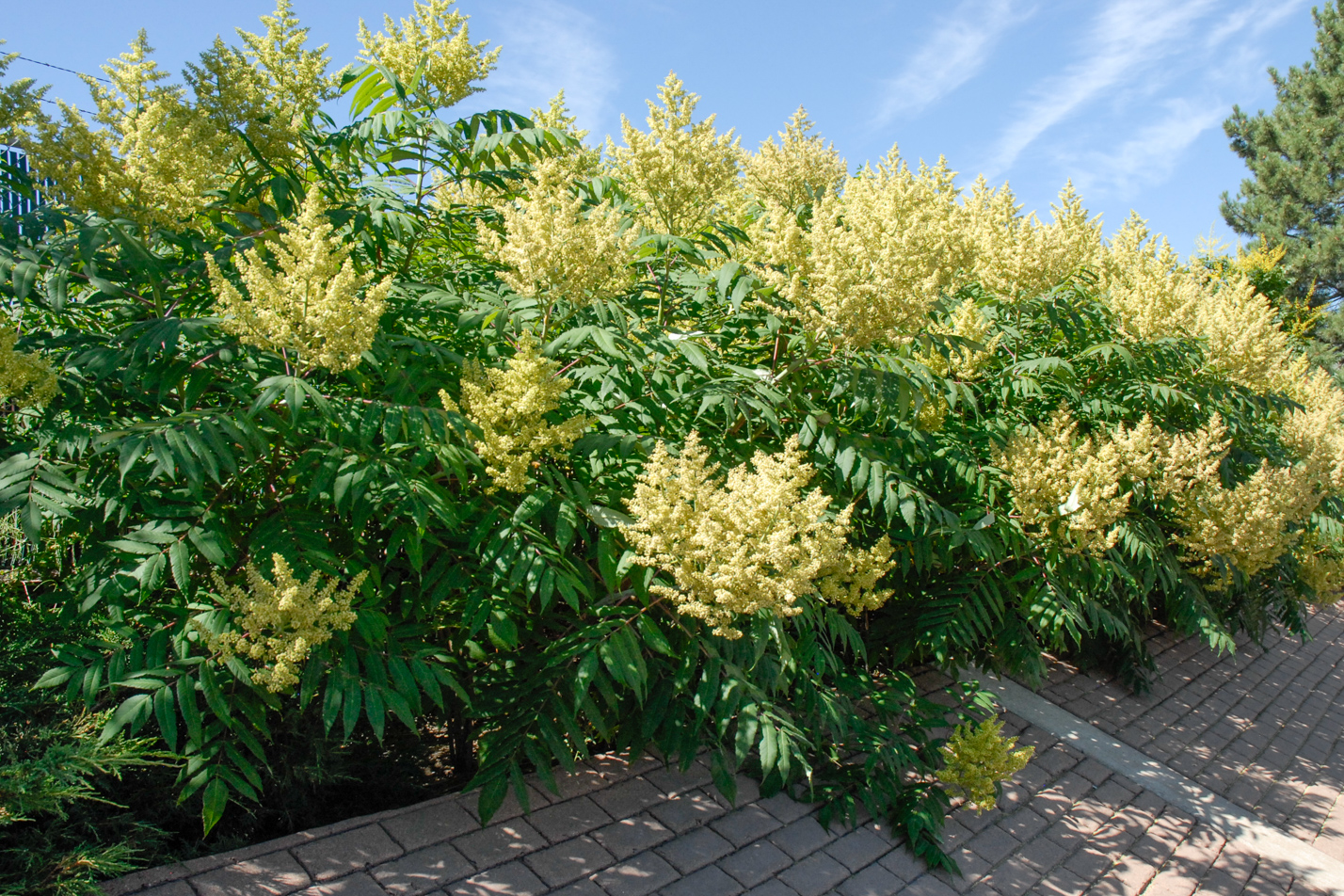 Rocky Mountain Sumac